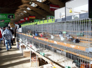 Glanglmarkt Wels 2009