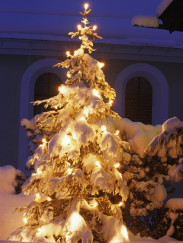 Christbaum im Schnee