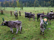 Almabtrieb geschmückte Kühe