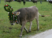 Almabtrieb Kuh mit Kopfschmuck 